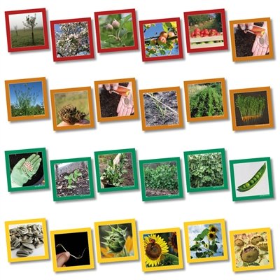 Wildgoose Education sc1107 tarjeta de ciclo de vida de las plantas, la secuencia, 13,5 cm x 13,5 cm (Pack de 20)