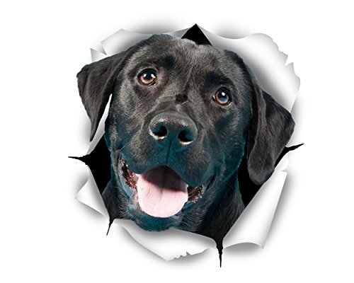 Winston & Bear Perro 3D pegatinas lindo Labrador negro - 2 Pack - pegatinas para pared, pegatinas de Labrador negro de nevera