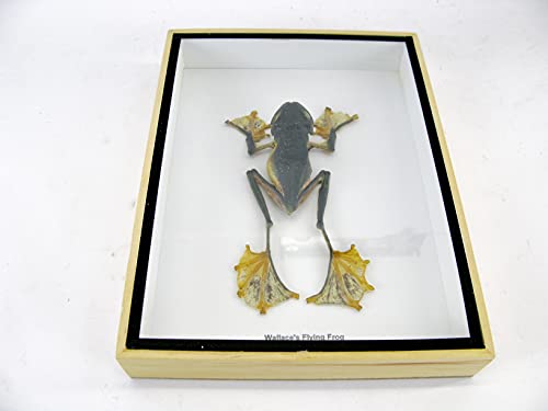 asiahouse24 Rhaeopheus Nigropalmatus - Rana voladora (tamaño XXL, en caja expositora 3D, marco de madera enmarcada), diseño de rana volando