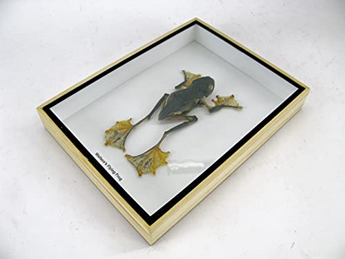asiahouse24 Rhaeopheus Nigropalmatus - Rana voladora (tamaño XXL, en caja expositora 3D, marco de madera enmarcada), diseño de rana volando