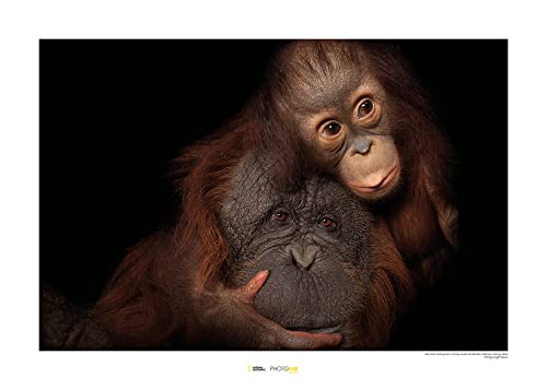Bornean Orangutan – Tamaño: 70 x 50 cm – Komar – Póster de pared (sin marco) National Geographic