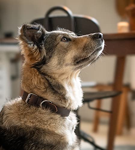 Collar de piel para perros – Piel engrasada – Collar de cuero auténtico Fat-Tony marrón oscuro (S)