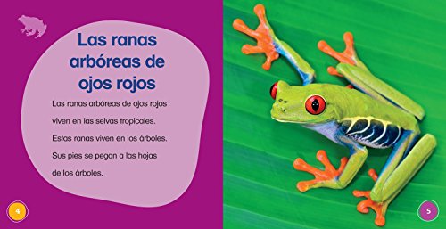 ¡es Una Rana Arbórea de Ojos Rojos! (It's a Red-Eyed Tree Frog!) (Animales de la selva tropical / Rain Forest Animals)