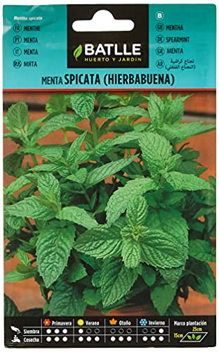 Menta Spicata (Hierbabuena)