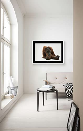 Sumatran Orangutan – Tamaño: 70 x 50 cm – Komar – Póster de pared (sin marco) National Geographic