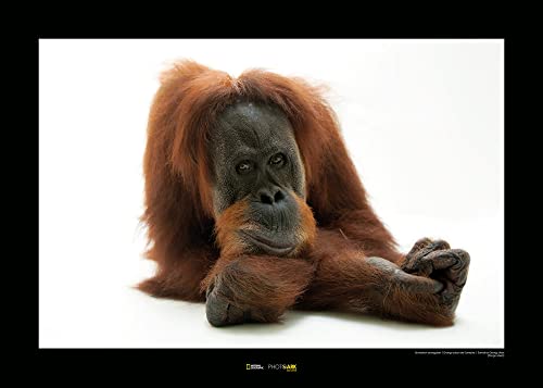 Sumatran Orangutan – Tamaño: 70 x 50 cm – Komar – Póster de pared (sin marco) National Geographic