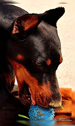 4K Doberman Dogs Wallpapers and Backgrounds