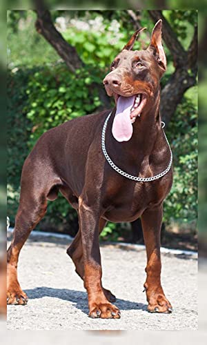 4K Doberman Dogs Wallpapers and Backgrounds
