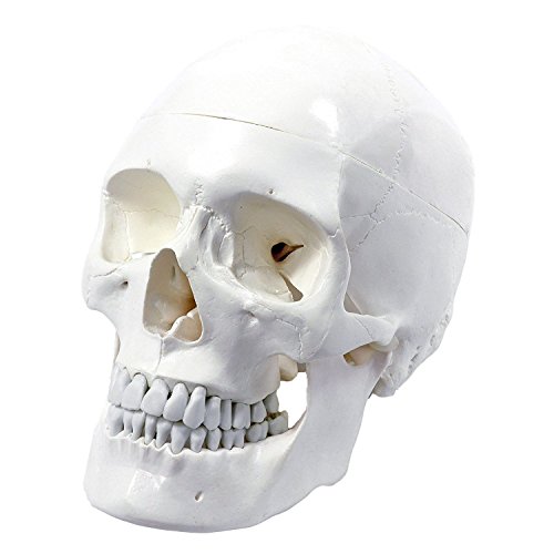 Cranstein Scientific A-210 - Juego de 3 cráneo para aprender a anatomía