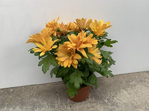Margarita chrysanthemum - PACK 4 unidades - maceta 12cm. - altura total aprox. 20cm. - planta viva - (envíos sólo a península)