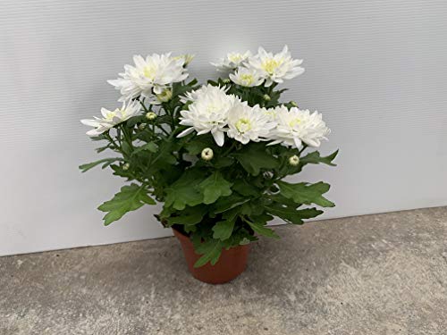Margarita chrysanthemum - PACK 4 unidades - maceta 12cm. - altura total aprox. 20cm. - planta viva - (envíos sólo a península)